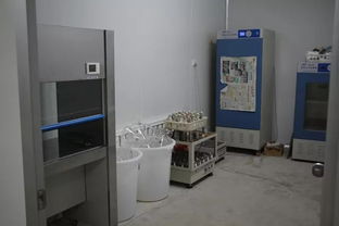 雙興新盛木耳菌包廠 優(yōu)質菌包熱銷中，專業(yè)技術助力致富路